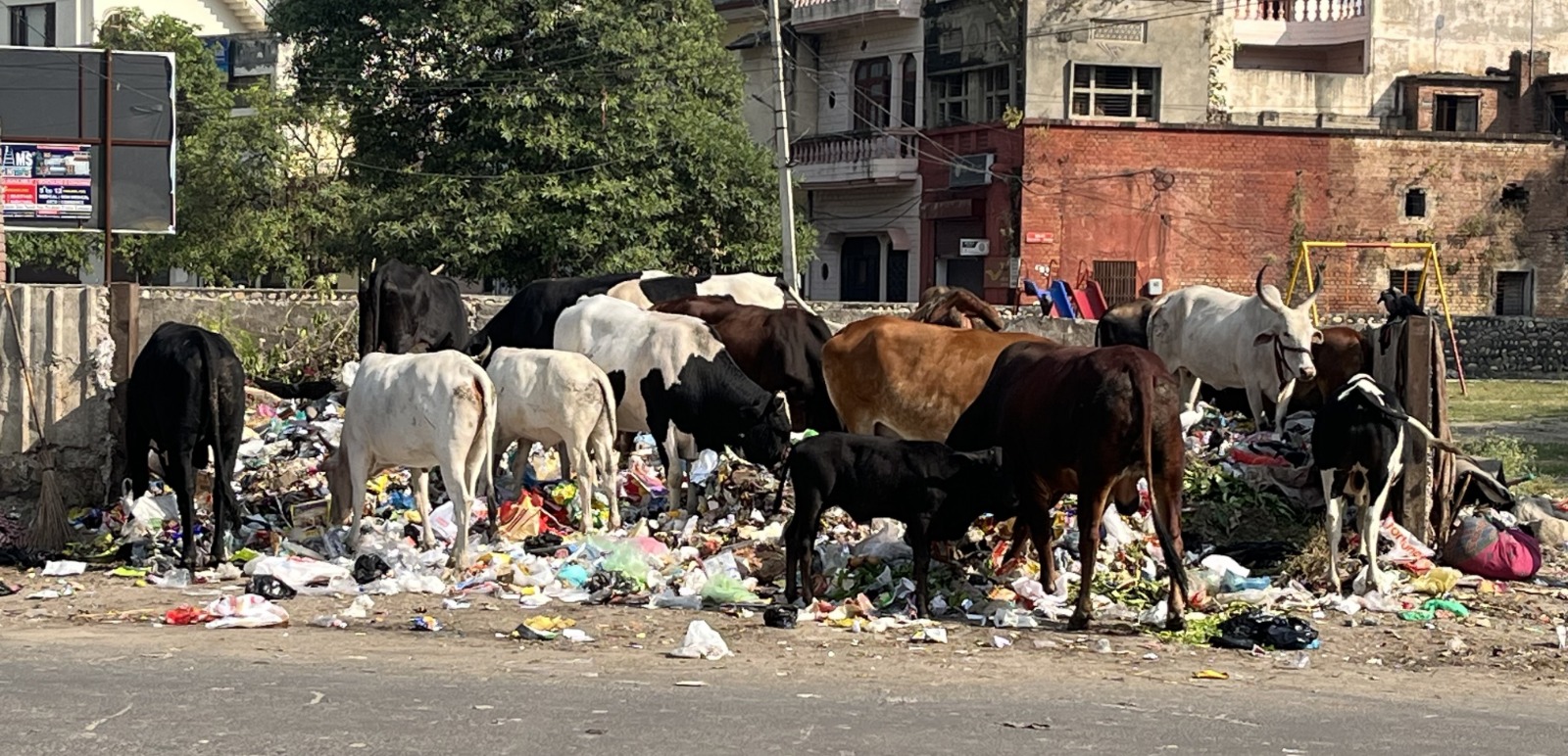 A garbage dump near Model Town and Roshan Ground has become a nursery for breeding mosquitoes, flies and diseases.